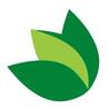 Green Lotus logo for Toronto-based AI SEO and digital marketing agency
